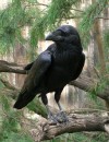 Krkavec velký - Corvus corax