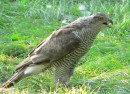 Raroh velký - Falco cherrug