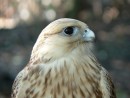 Raroh lovecký - Falco rusticolus