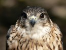 Dřemlík tundrový - Falco columbarius