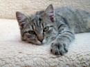 Kočka domácí - Felis silvestris