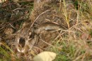 Zajíc polní - Lepus europaeus