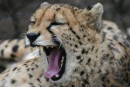 Gepard štíhlý - Acinonyx jubatus