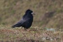 Havran polní - Corvus frugilegus
