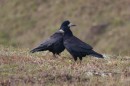 Havran polní - Corvus frugilegus