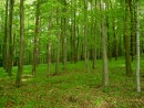 Habrový les