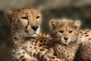 Gepard štíhlý - matka a mládě