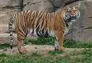 Tygr sumaterský - Panthera tigris sumatrae
