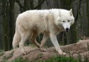 Vlk arktický - Canis lupus arctos