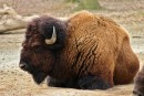 Bizon americký - Bison bison
