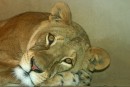 Lev berberský - Panthera leo leo Linnaeus