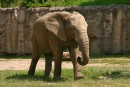 Slon africký - Loxodonta africana