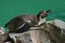Tučňák Humboldtův - Spheniscus humboldti