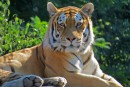 Tygr ussurijský - Panthera tigris altaica