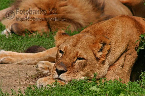 Lev pustinný  - Panthera leo