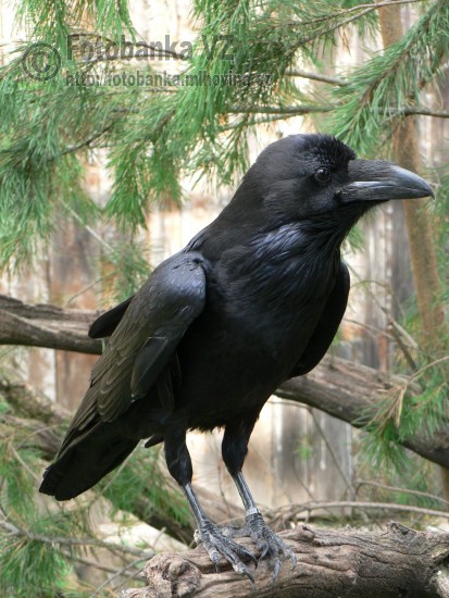Krkavec velký - Corvus corax