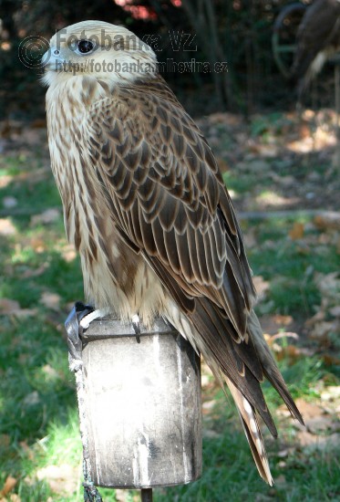 Raroh velký - Falco cherrug