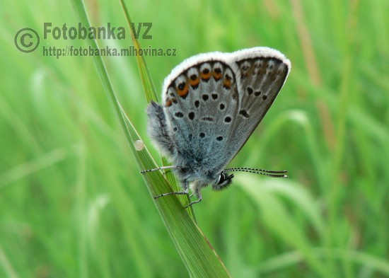 Modrásek obecný - Lycaeides idas
