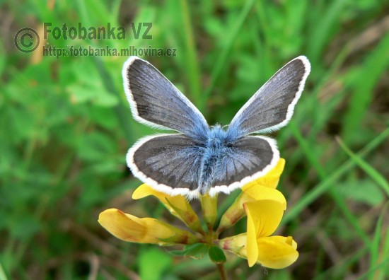 Modrásek obecný - Lycaeides idas