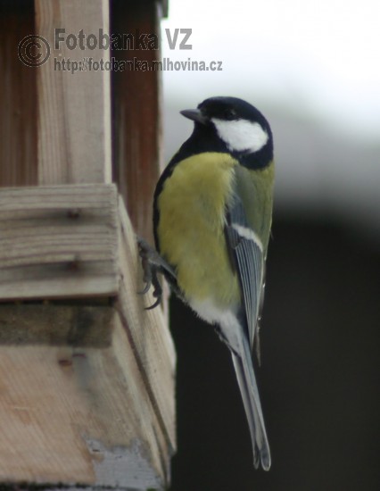 Sýkora koňadra - Parus major