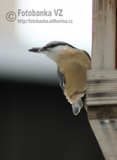 Brhlík lesní  - Sita europaea