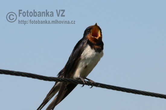 Vlaštovka obecná - Hirundo rustica