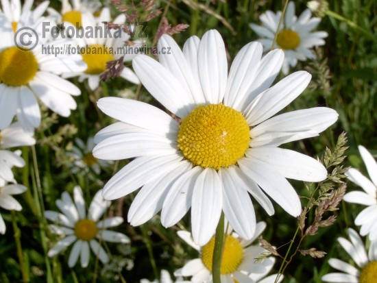 Kopretina bílá - Leucanthemum vulgare