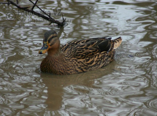 Kachna divoká - Anas platyrhynchos