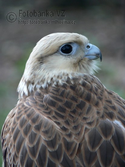 Raroh velký - Falco cherrug
