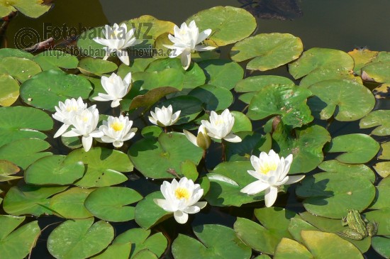 Leknín bílý - Nymphaea alba