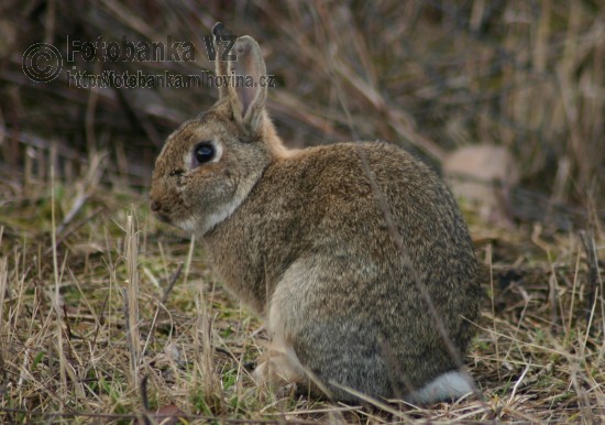 Králík divoký - Oryctolagus cuniculus
