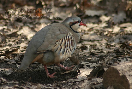 Orebice rudá - Alectoris rufa