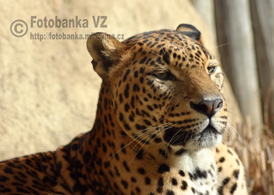 Levhart cejlonský - Panthera pardus kotiya