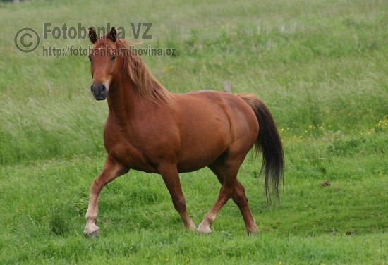 Kůň  - Equus caballus