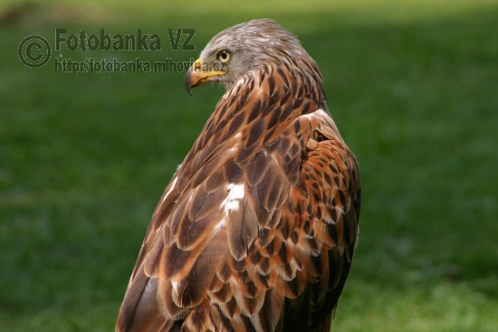 Luňák červený - Milvus milvus